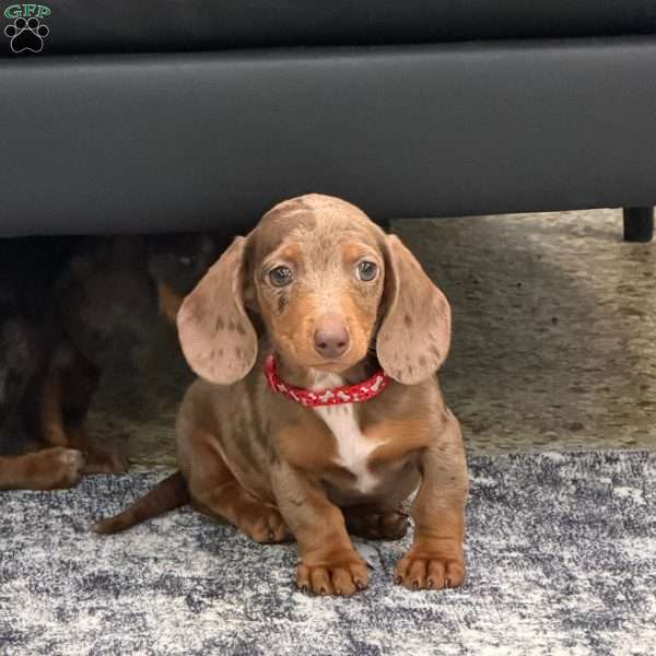 Titus, Dachshund Puppy